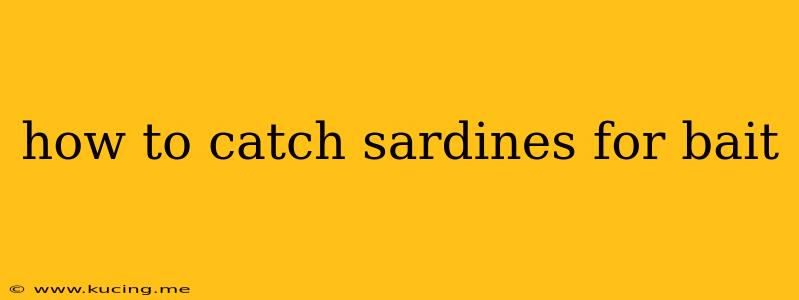 how to catch sardines for bait