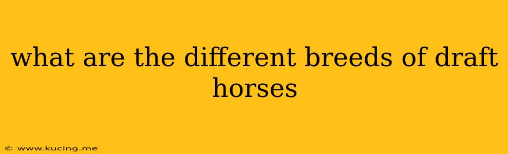 what are the different breeds of draft horses